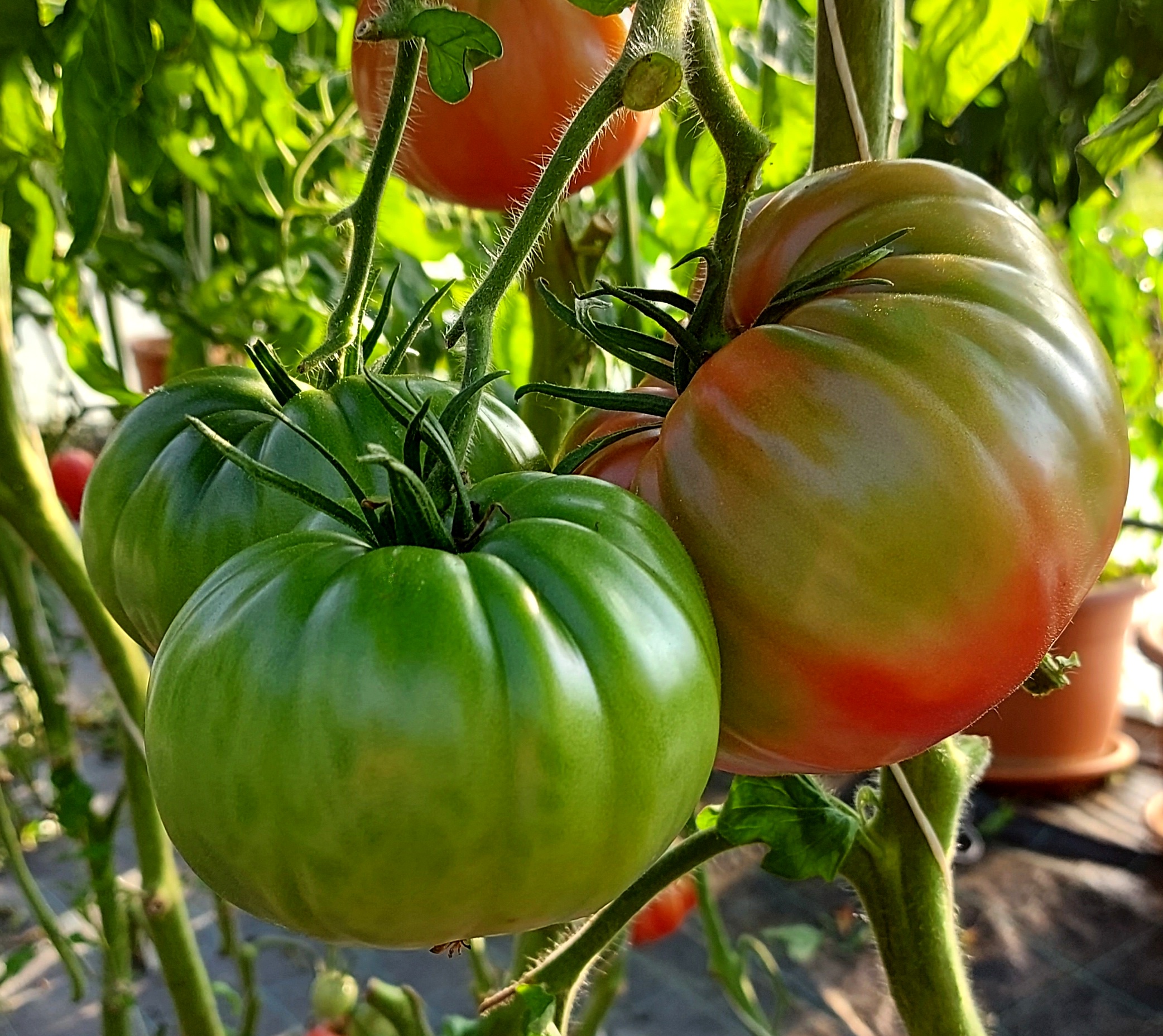 Pink Tomatoes GIANT BELGIUM Tomato